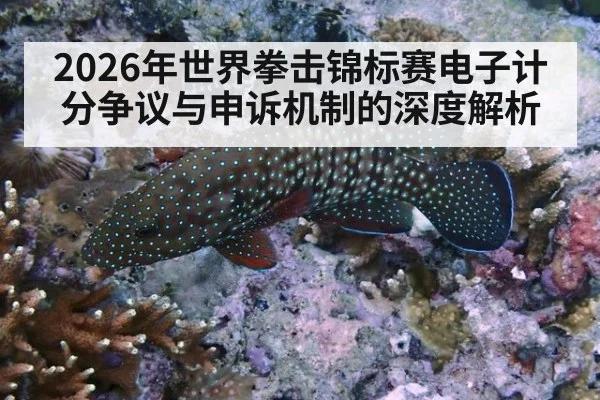 2026年世界拳击锦标赛电子计分争议与申诉机制的深度解析