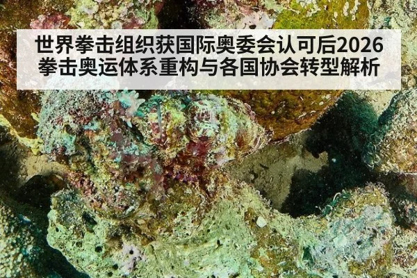 世界拳击组织获国际奥委会认可后2026拳击奥运体系重构与各国协会转型解析